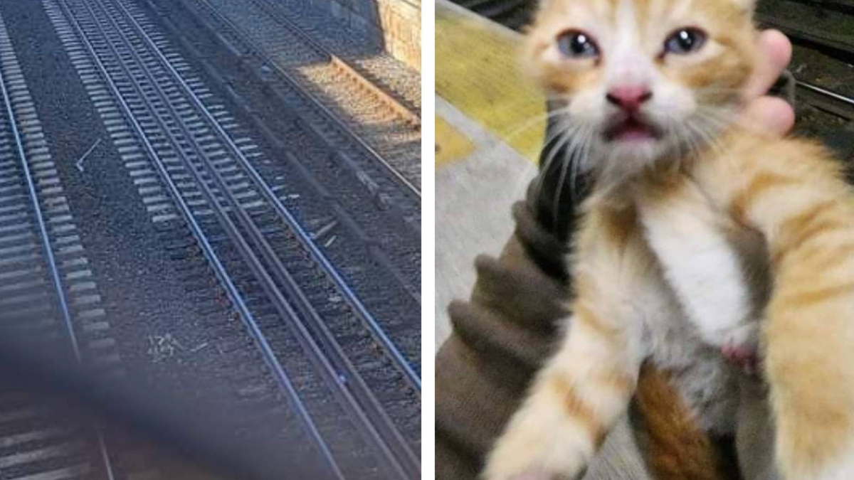 Illustration : "Un chaton lance des cris de détresse depuis les rails d’un train de banlieue"