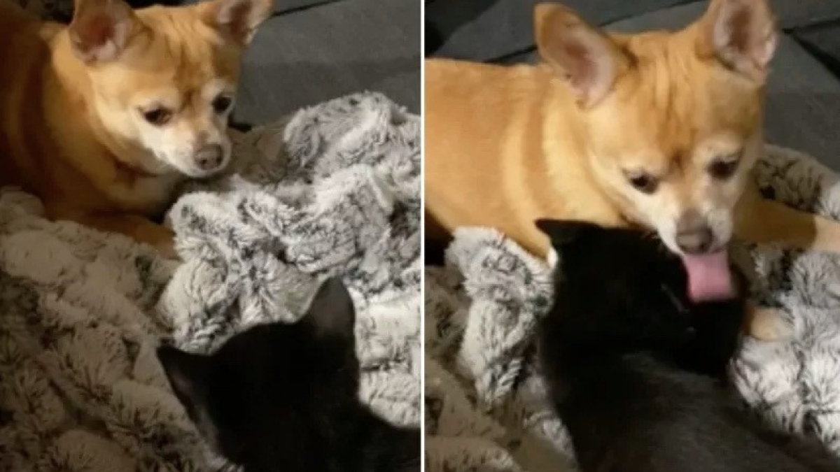 Illustration : "Ce Chihuahua et ce chaton sont fous l’un de l’autre (vidéo)"