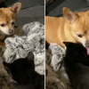 Illustration : Ce Chihuahua et ce chaton sont fous l’un de l’autre (vidéo)