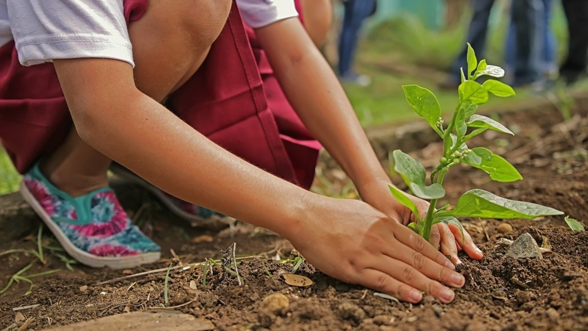 Illustration : "Wanimo lance son opération Green Friday pour soutenir le projet de reforestation 