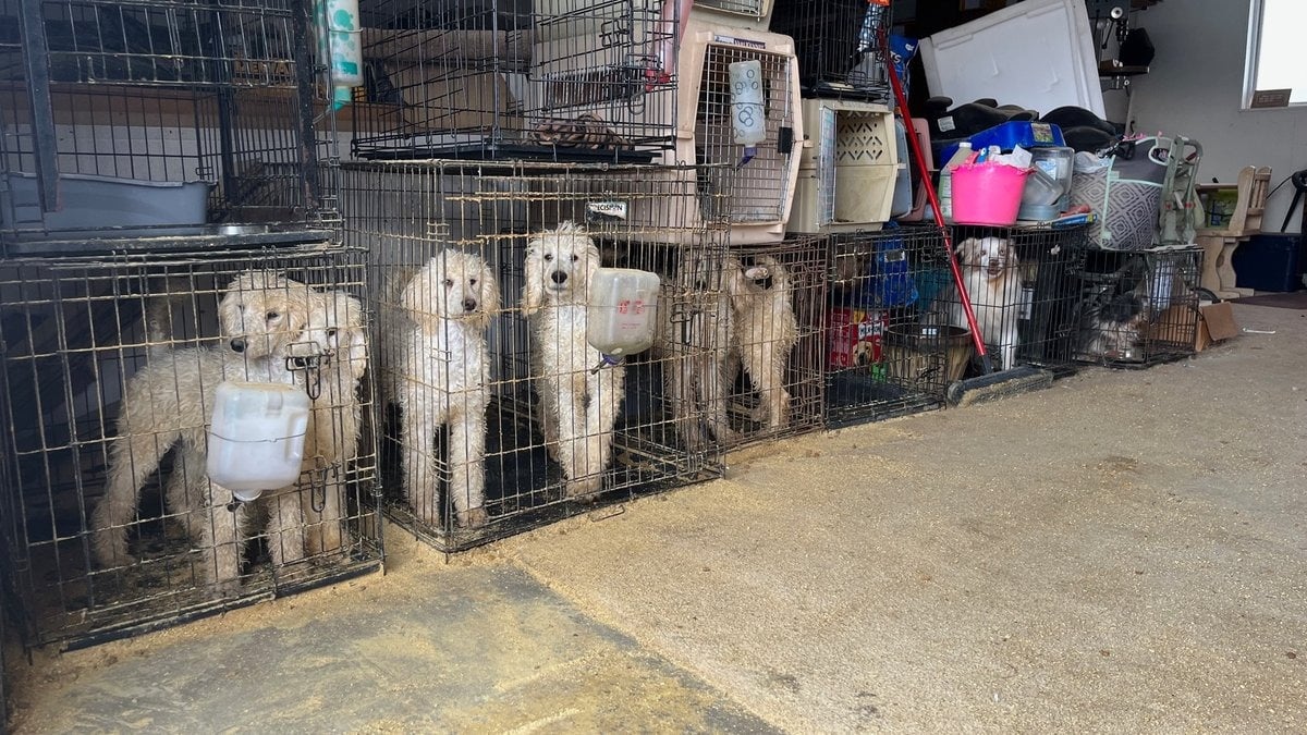 Illustration : "28 chiens, issus d’un réseau d’élevage non agréé, deviennent victimes de la maltraitance animale"