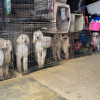 Illustration : 28 chiens, issus d’un réseau d’élevage non agréé, deviennent victimes de la maltraitance animale