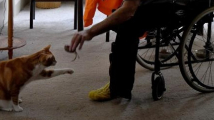 Illustration : "Rentrez chez vous et remerciez votre chat" : un homme raconte comment son ami félin a sauvé sa jambe