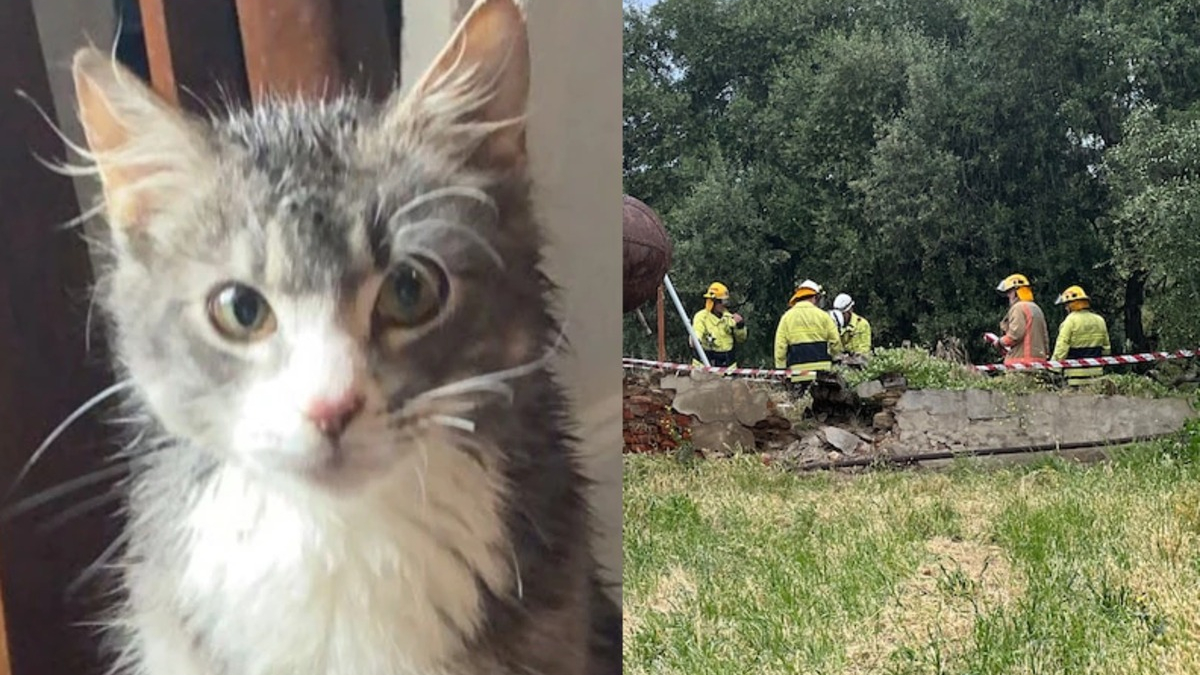 Illustration : "Un chat tombe dans un puits, sa maîtresse tente de le secourir mais se retrouve piégée à son tour"