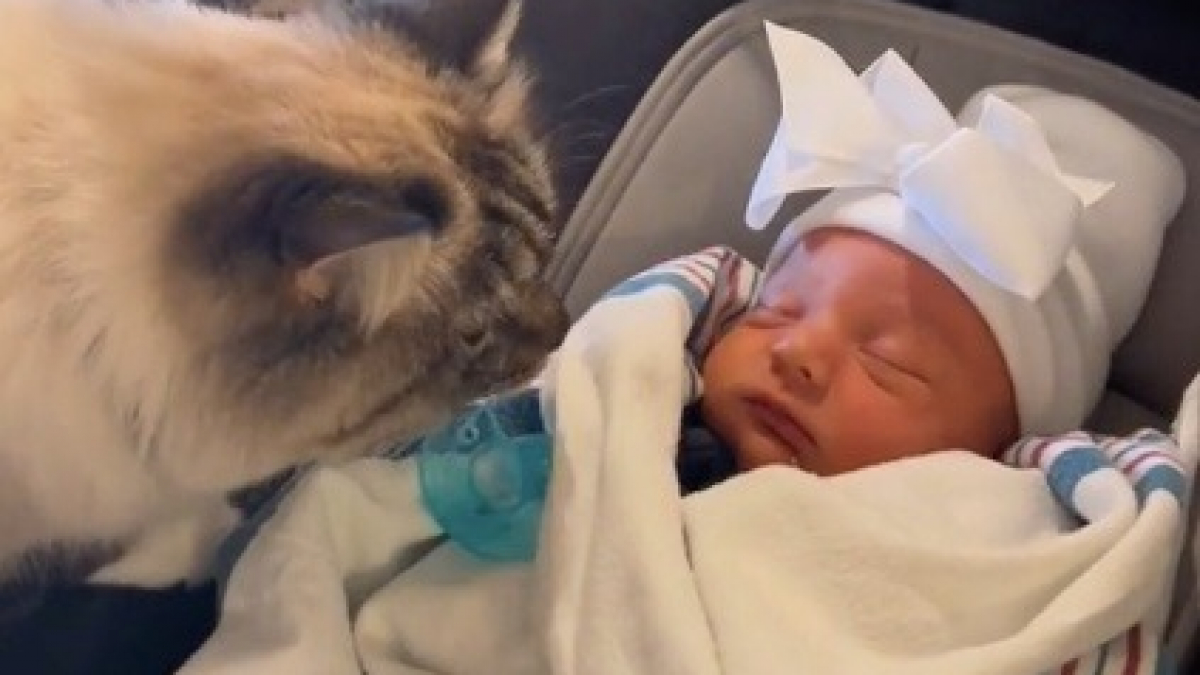Illustration : "Une chatte réagit de manière surprenante lorsqu’elle rencontre le nouveau-né de la famille (vidéo)"