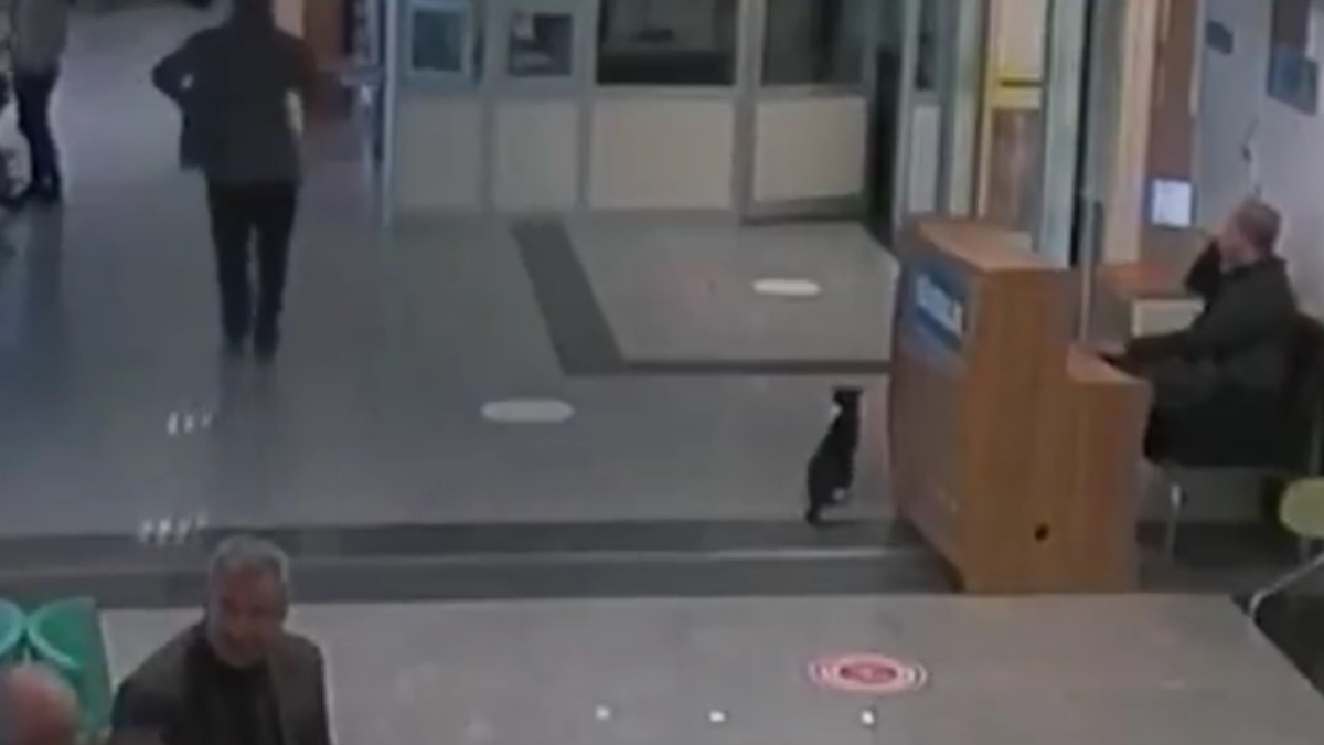 Illustration : "Il a frappé à la bonne porte : un chat blessé à la patte se faufile en boitant dans le hall d'un hôpital"