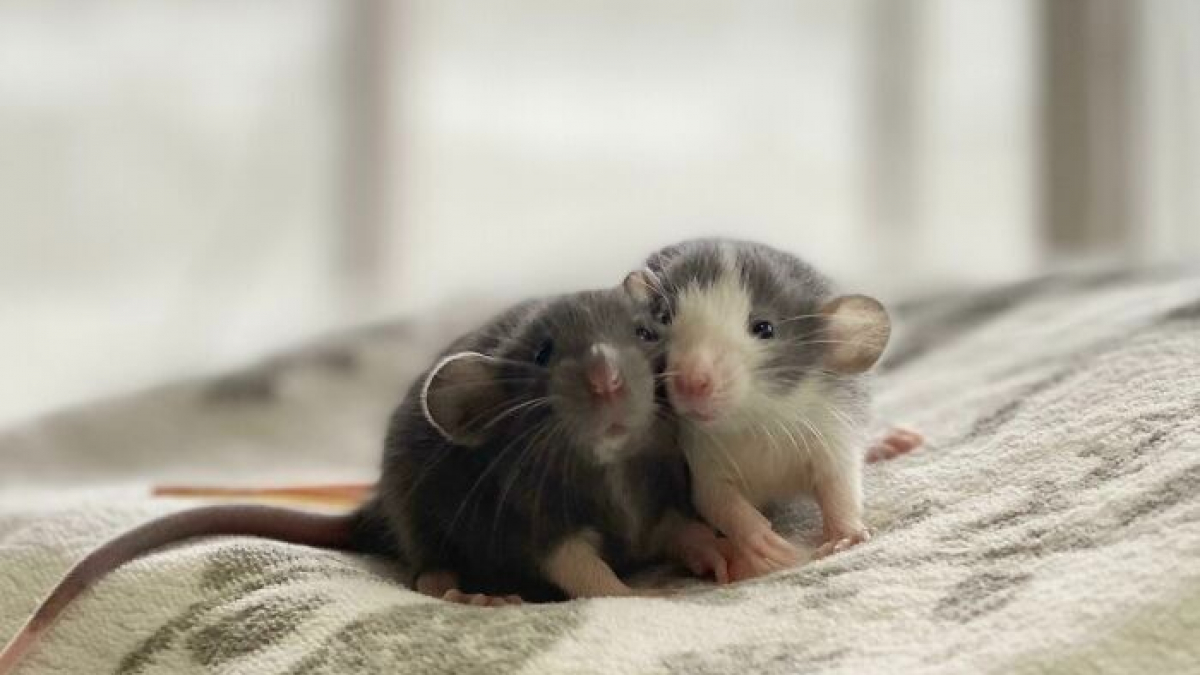 Illustration : "20 photos qui vous feront comprendre pourquoi les propriétaires de rats aiment tant ces animaux"