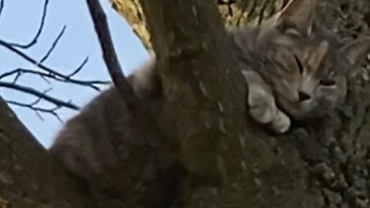 Illustration : "Une chatte se perche en haut d'un arbre et donne lieu à un sauvetage périlleux, avant de révéler un secret bien caché (vidéo)"