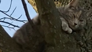 Illustration : "Une chatte se perche en haut d'un arbre et donne lieu à un sauvetage périlleux, avant de révéler un secret bien caché (vidéo)"