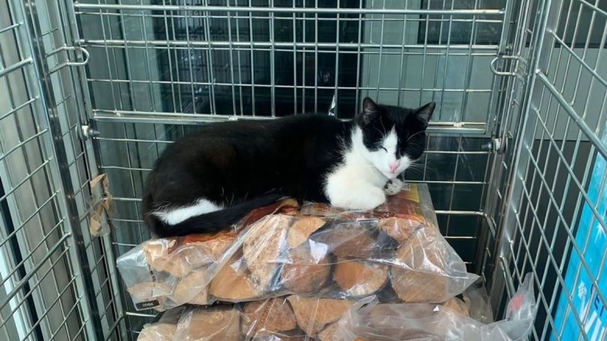 Illustration : "Un chat trouve refuge dans un supermarché, avant d’inviter tous les félins du quartier à en faire de même"