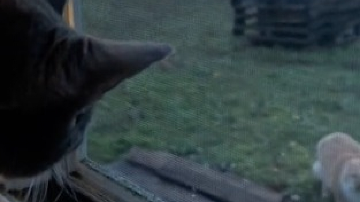Illustration : "2 chats s’engagent dans un combat de miaulements à travers une fenêtre, et divisent les internautes (vidéo)"