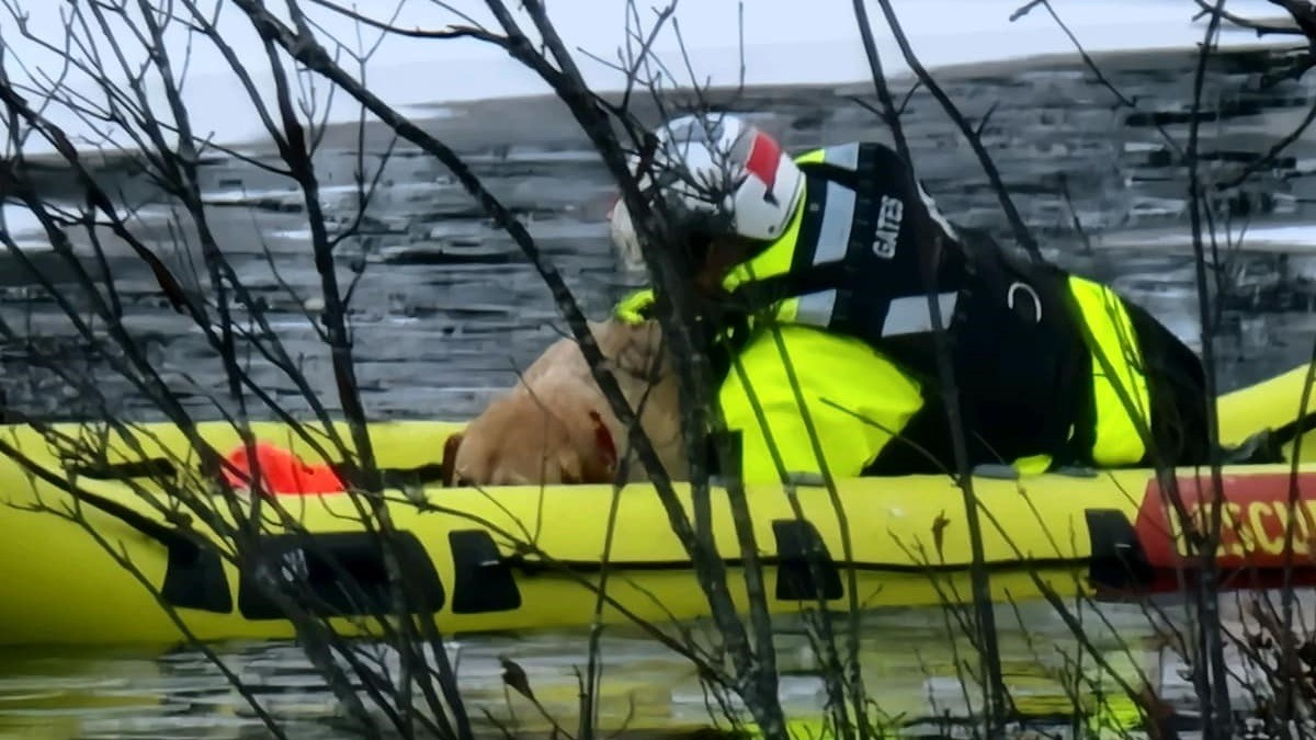 Illustration : "Pris au piège dans un étang gelé, un chien déclenche l'intervention d'une unité de sauvetage nouvellement créée"