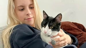 Illustration : "Un couple en vacances en Grèce se prend d’affection pour un chat errant, et se donne pour mission de l’adopter en Angleterre (vidéo)"