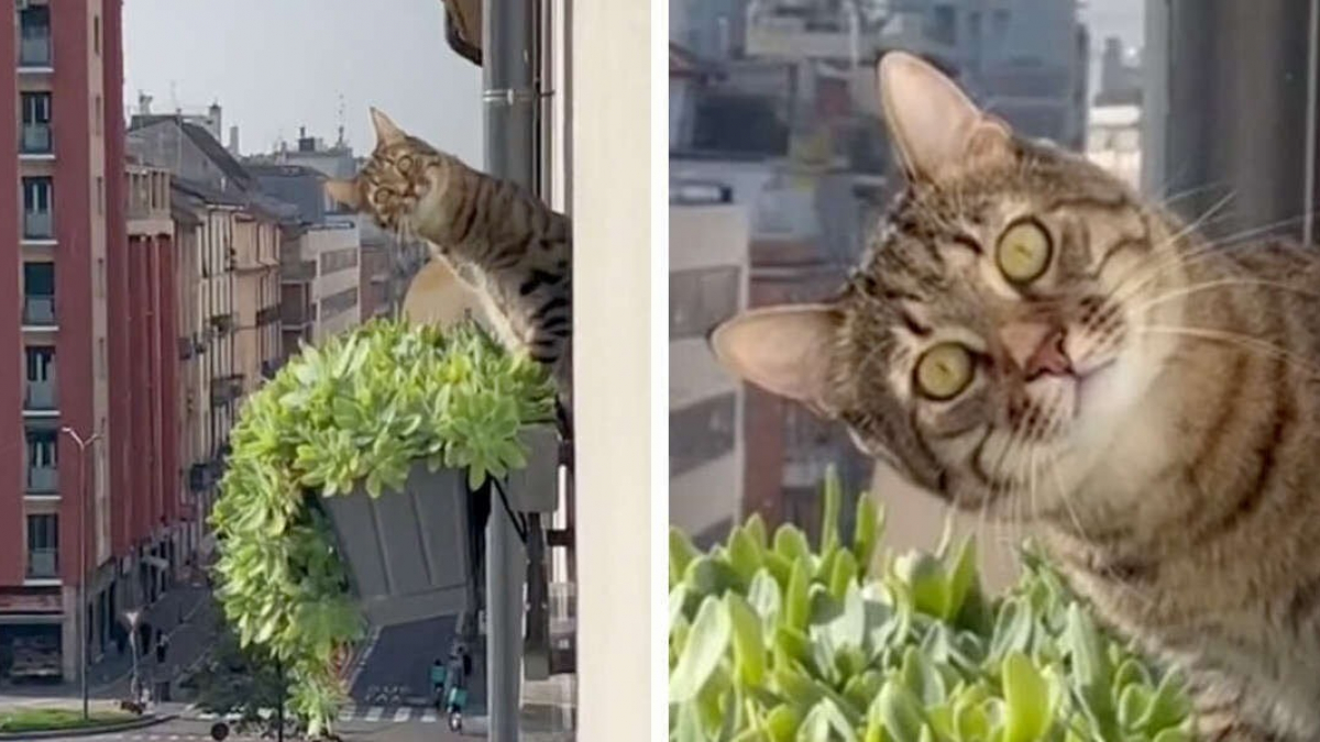 Illustration : "La rencontre hilarante entre un chat et son voisin a intrigué de nombreux internautes (vidéo)"