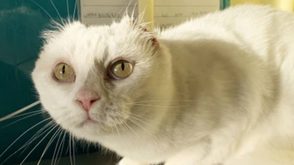 Illustration : "Cette chatte sans oreilles et ayant survécu à un cancer attend désormais de vivre la vie de famille qu'elle mérite"