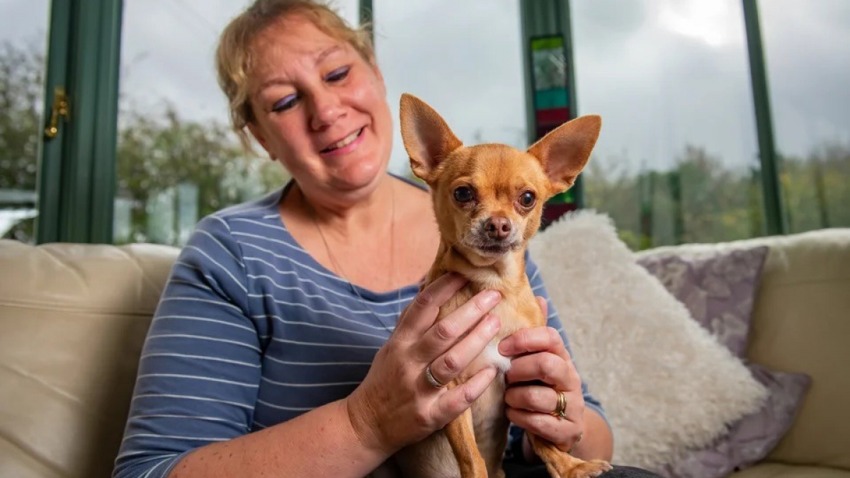 Illustration : "Une femme vend sa voiture et pioche dans son héritage pour payer l’opération de son Chihuahua, atteint d’une maladie cardiaque"