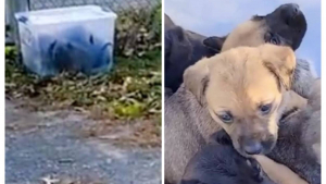 Illustration : "Une bénévole fait la triste découverte de 11 chiots abandonnés dans un conteneur en plastique (vidéo)"