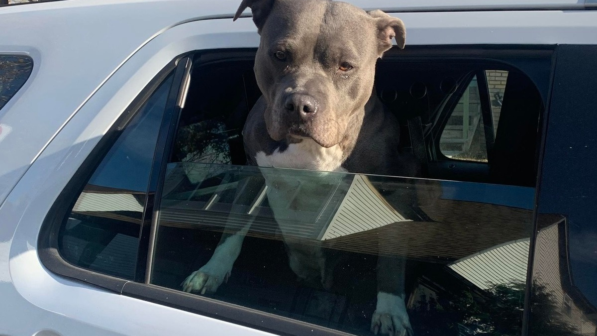 Illustration : "Un chien perdu se voit offrir un tour à bord d'un véhicule de police avant de retrouver sa famille"