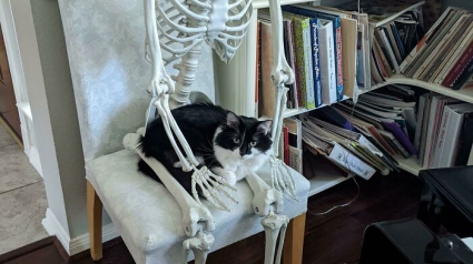 Illustration : 20 photos de chats ayant choisi des lieux de repos totalement improbables