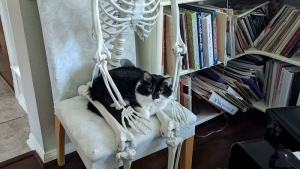 Illustration : 20 photos de chats ayant choisi des lieux de repos totalement improbables