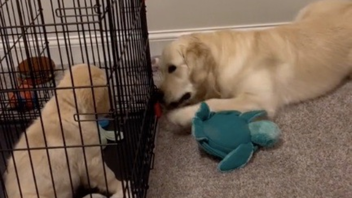 Illustration : "Ce chiot doit apprendre à se servir de sa cage, mais il n’est pas aidé par son grand frère canin (vidéo)"