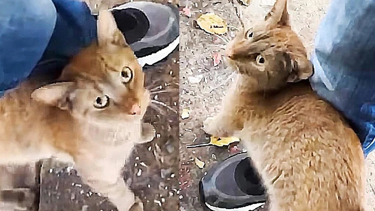 Illustration : "Une chatte affectueuse qui errait sur un parking profite désormais des joies de la vie d’intérieur (vidéo)"