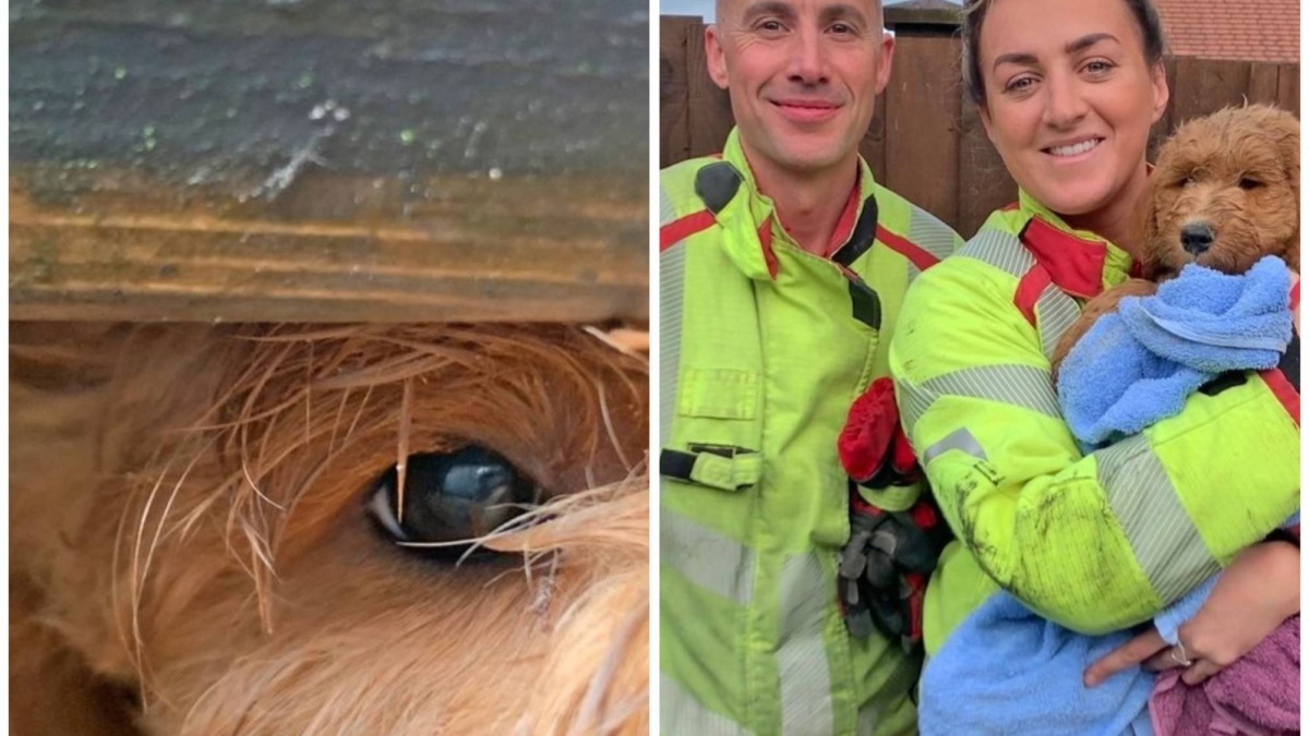 Illustration : "Les pompiers volent au secours d’un chien, coincé sous les planches d’une terrasse en bois"