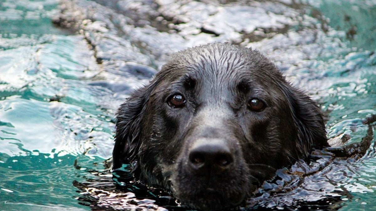 Illustration : "Un chien sénior tombe à l'eau et trouve refuge sur un rocher, les pompiers appelés à la rescousse"