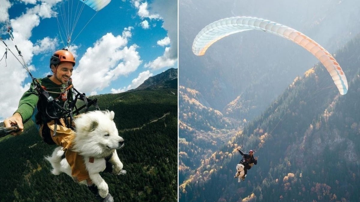 Illustration : "Ce Samoyède vole en parapente aux côtés de son maître au cœur des Alpes (vidéo)"