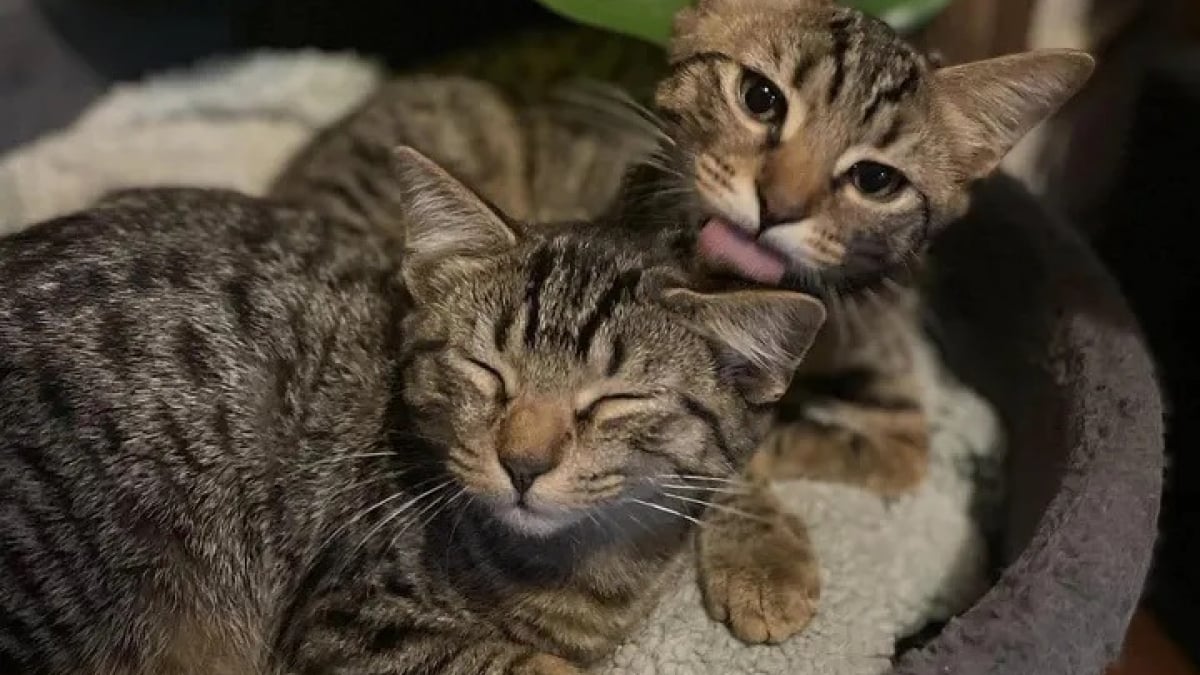 Illustration : "2 chatons sont craintifs à leur arrivée en famille d’accueil, mais sortent de leur coquille grâce au soutien des chats résidents (vidéo)"