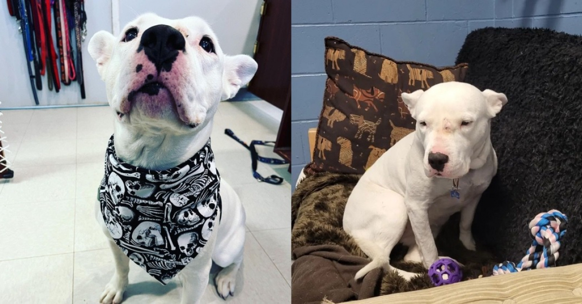 A dog with special needs has been desperately waiting for a home for 4 long years