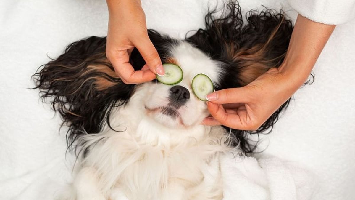 Illustration : "Pour les fêtes de fin d’année, un hôtel propose les services d’un spa luxueux à destination des chiens"