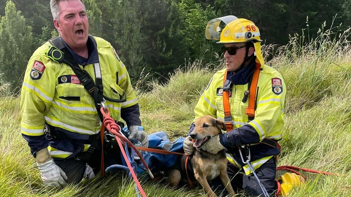 Illustration : "Des pompiers et des drones déployés pour retrouver et secourir un chien tombé d'une falaise"
