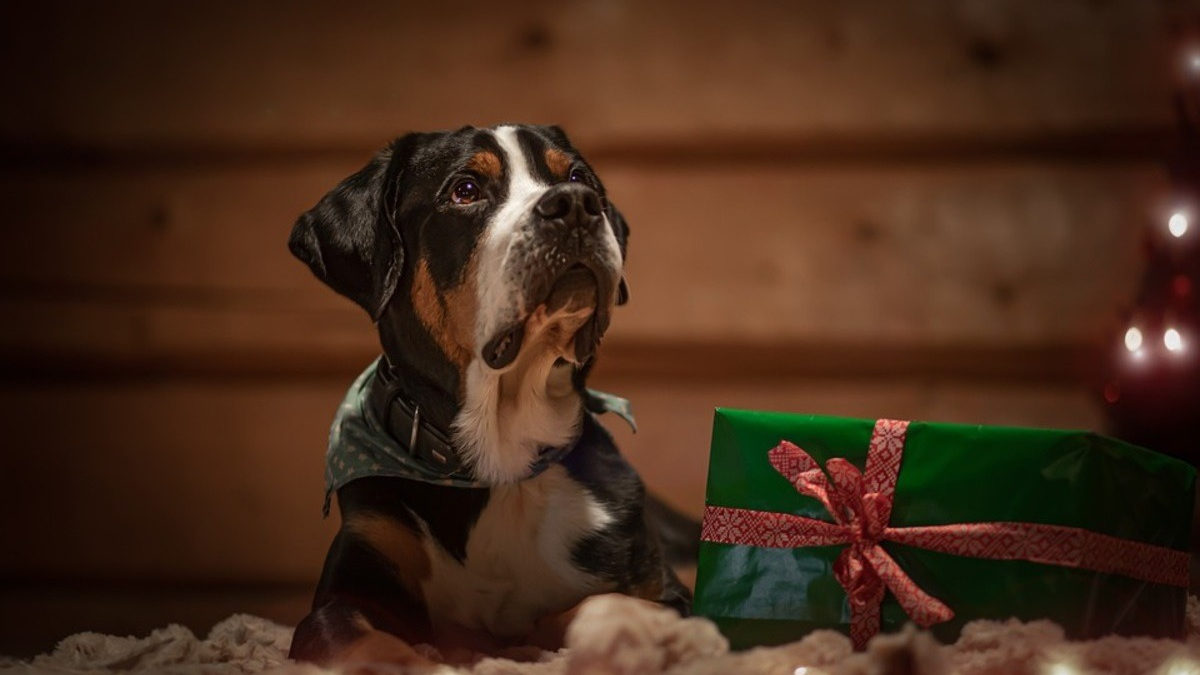 Illustration : "Un Français sur 2 a prévu d’offrir un cadeau de Noël à son animal de compagnie malgré l’inflation"