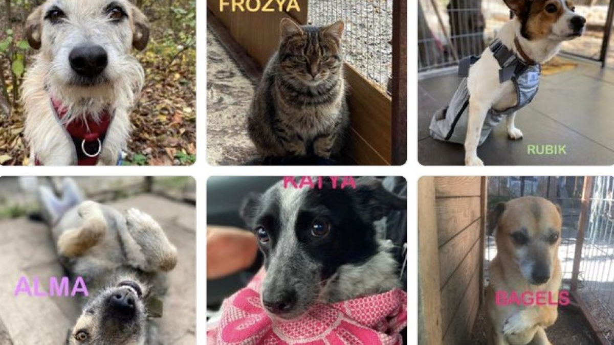 Illustration : "Des chiens et chats en provenance d’Ukraine sont arrivés en France, à la recherche d’une vie meilleure"