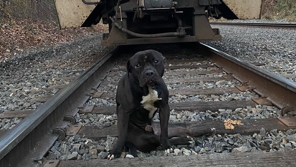 Illustration : "Une association sauve un chien découvert abandonné et blessé sur les rails"