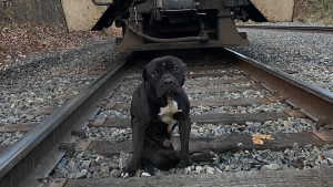 Illustration : Une association sauve un chien découvert abandonné et blessé sur les rails