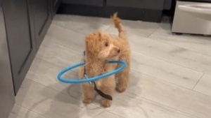 Illustration : "Un chiot atteint de cécité prend confiance en lui grâce à un harnais spécialisé (vidéo)"