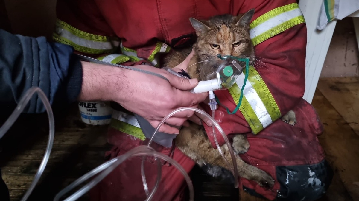 Illustration : "Un incendie éclate dans une maison de l’Oise, les pompiers évacuent un chat intoxiqué par la fumée et lui administrent de l'oxygène"