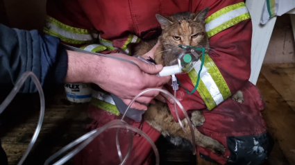 Illustration : Un incendie éclate dans une maison de l’Oise, les pompiers évacuent un chat intoxiqué par la fumée et lui administrent de l'oxygène