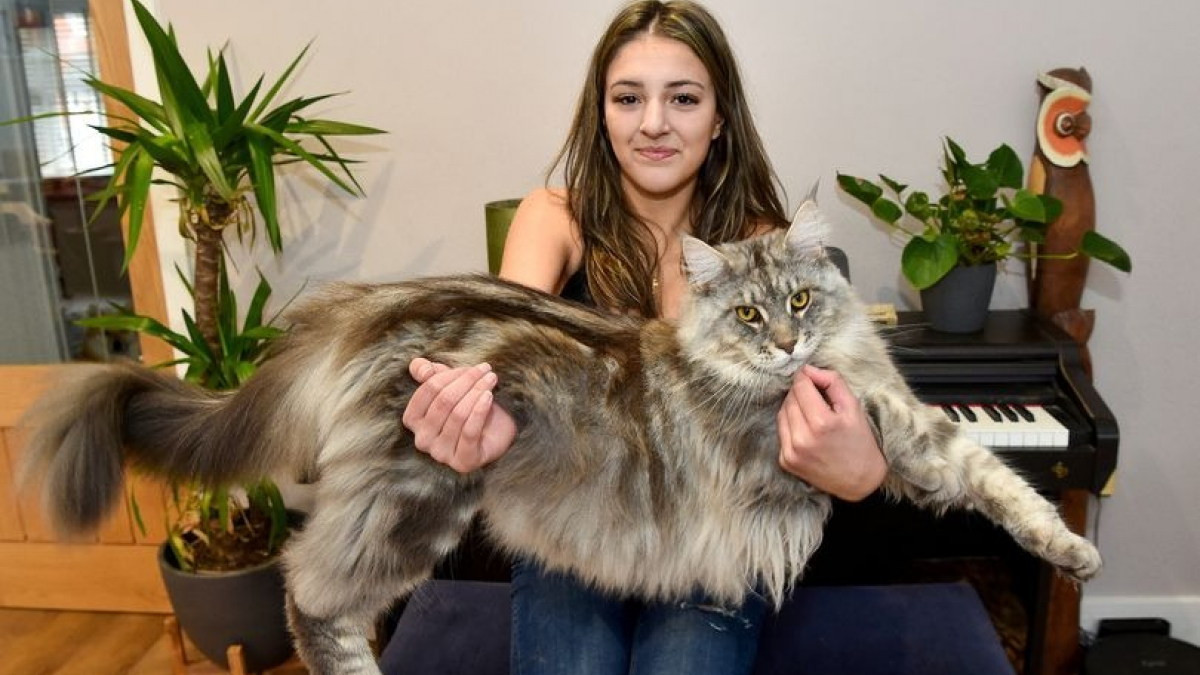 Illustration : "Ce Maine Coon en pleine croissance est déjà si grand qu’il a des chances de devenir le plus grand chat du monde !"