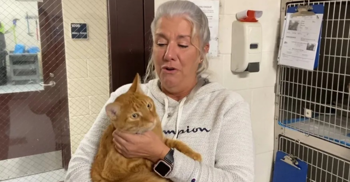 Truck driver’s cat goes missing during delivery, sparking weeks of intense search