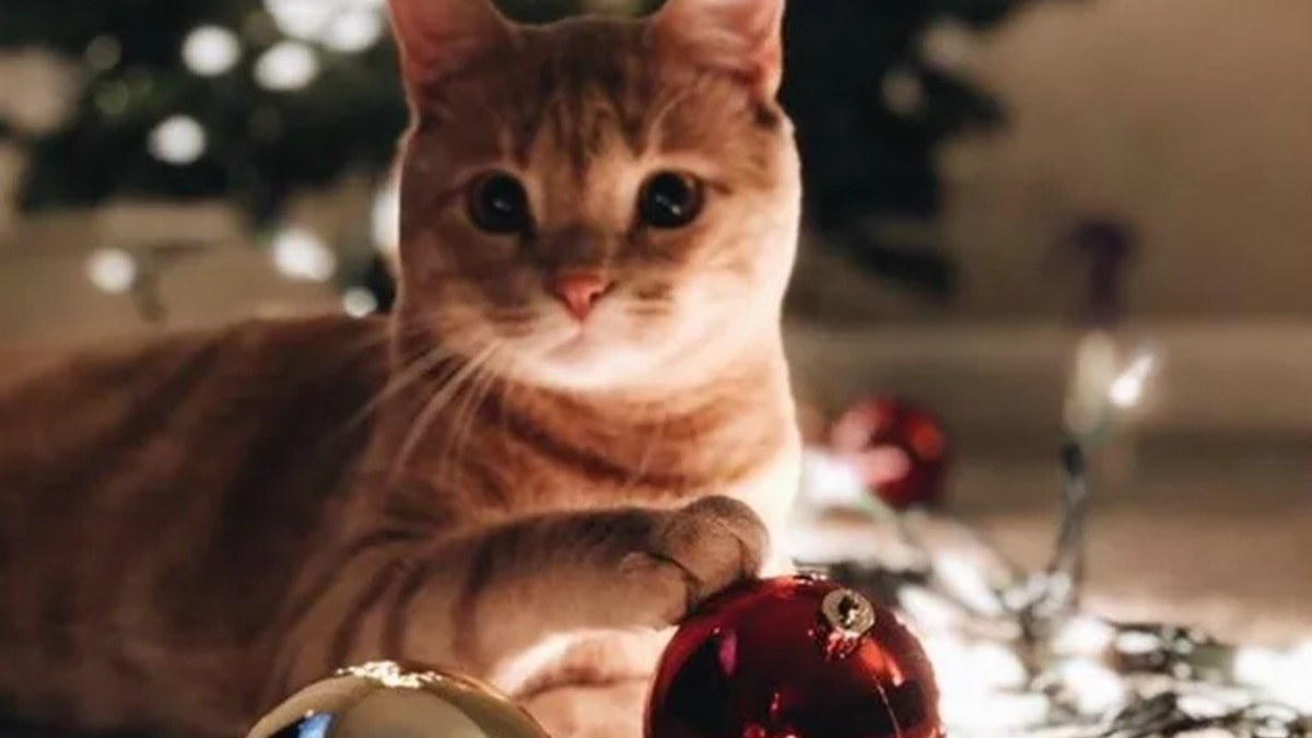 Illustration : "16 photos de chats qui n'ont pas pu résister à l'envie d'attaquer le sapin de Noël"