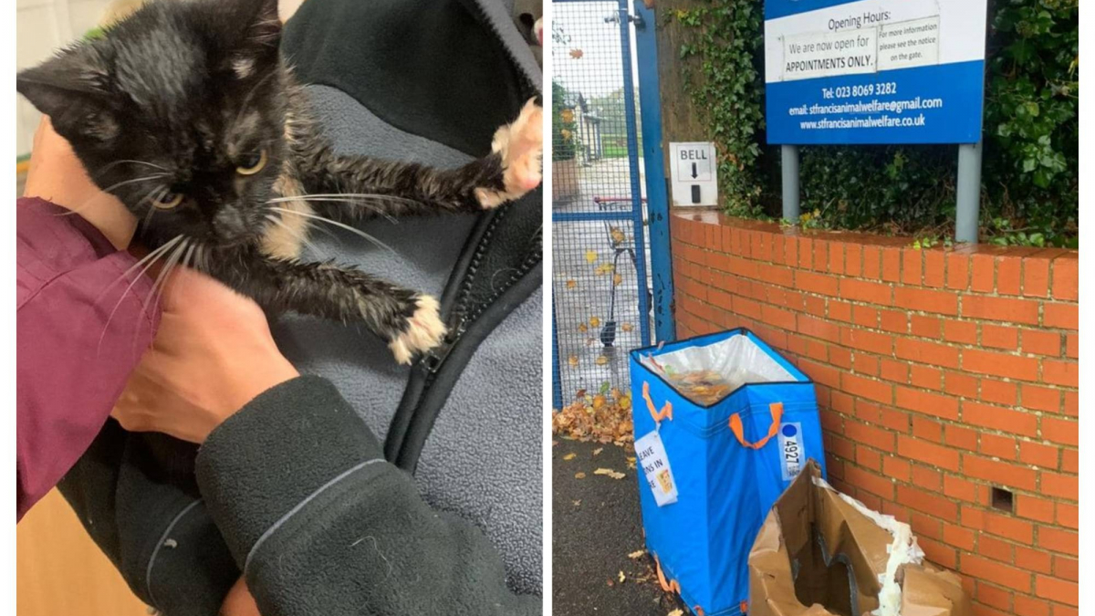 Illustration : "Un chat et un chaton se font abandonner dans des boîtes en carton devant les portes d’un refuge"