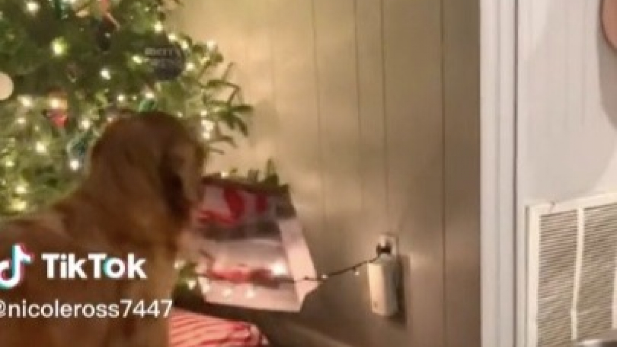 Illustration : "Une Golden Retriever amuse la toile en volant son cadeau sous le sapin (vidéo)"