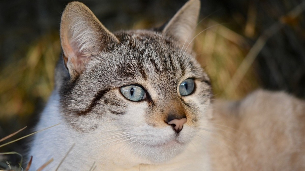 Illustration : "La propriétaire d'un chat obligée de placarder des affiches listant les affaires qu'il a volées à ses voisins"