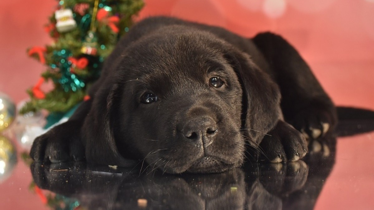 Illustration : "Les bons réflexes à adopter pour Noël afin de protéger son animal"