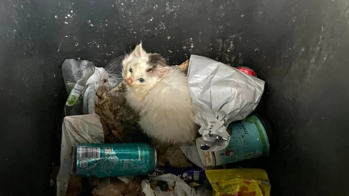 Illustration : "Un chaton est retrouvé au fin fond d’une poubelle, dans laquelle il a volontairement été abandonné"