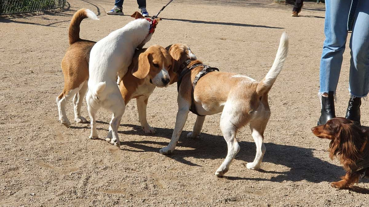 Illustration : "Comparer rapidement les offres d'assurance pour son chien : sur quels critères se baser ?"