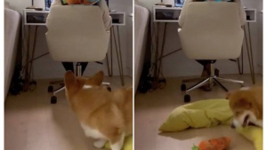 Illustration : "Un couple en télétravail a trouvé une manière surprenante de distraire son chien (vidéo)"